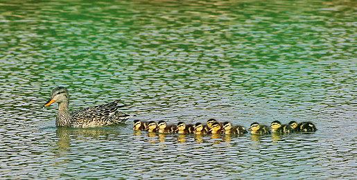 模拟经营游戏《星际客栈》Steam页面上线 支持简体中文